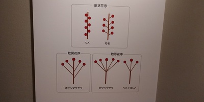 桜の咲き方.jpg